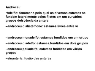 Androceu:

•Adelfia: fenômeno pelo qual os diversos estames se
fundem lateralmente pelos filetes em um ou vários
grupos deiscência da antera
–androceu dialistêmone: estames livres entre si
–androceu monadelfo: estames fundidos em um grupo
–androceu diadelfo: estames fundidos em dois grupos

–androceu poliadelfo: estames fundidos em vários
grupos
–sinanteria: fusão das anteras

 
