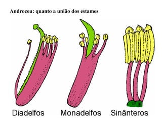 Androceu: quanto a união dos estames

 