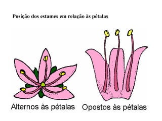 Posição dos estames em relação às pétalas

 