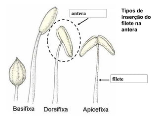 antera

Tipos de
inserção do
filete na
antera

filete

 