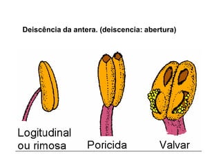 Deiscência da antera. (deiscencia: abertura)

 