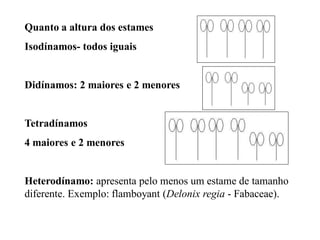 Quanto a altura dos estames

Isodínamos- todos iguais

Didínamos: 2 maiores e 2 menores

Tetradínamos

4 maiores e 2 menores

Heterodínamo: apresenta pelo menos um estame de tamanho
diferente. Exemplo: flamboyant (Delonix regia - Fabaceae).

 