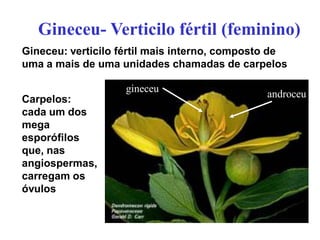 Gineceu- Verticilo fértil (feminino)
Gineceu: verticilo fértil mais interno, composto de
uma a mais de uma unidades chamadas de carpelos

gineceu
Carpelos:
cada um dos
mega
esporófilos
que, nas
angiospermas,
carregam os
óvulos

androceu

 