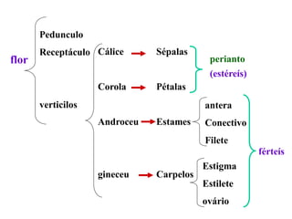 Pedunculo

flor

Receptáculo Cálice

Sépalas

Corola

Pétalas

verticilos

perianto
(estéreís)
antera

Androceu

Estames

Conectivo
Filete
férteís

gineceu

Carpelos

Estigma
Estilete
ovário

 