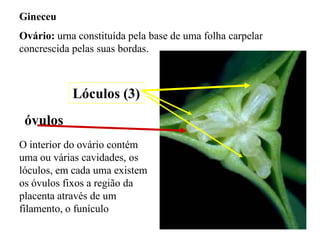 Gineceu
Ovário: urna constituída pela base de uma folha carpelar
concrescida pelas suas bordas.

Lóculos (3)
óvulos
O interior do ovário contém
uma ou várias cavidades, os
lóculos, em cada uma existem
os óvulos fixos a região da
placenta através de um
filamento, o funículo

 