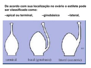 De acordo com sua localização no ovário o estilete pode
ser classificado como:
–apical ou terminal,

–ginobásico

–lateral,

 