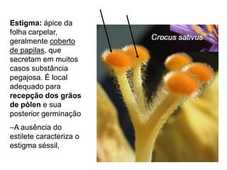 Estigma: ápice da
folha carpelar,
geralmente coberto
de papilas, que
secretam em muitos
casos substância
pegajosa. É local
adequado para
recepção dos grãos
de pólen e sua
posterior germinação
–A ausência do
estilete caracteriza o
estigma séssil,

 