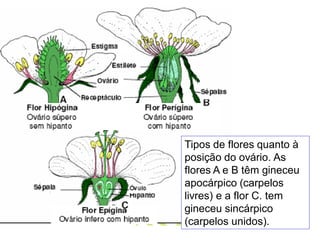Tipos de flores quanto à
posição do ovário. As
flores A e B têm gineceu
apocárpico (carpelos
livres) e a flor C. tem
gineceu sincárpico
(carpelos unidos).

 