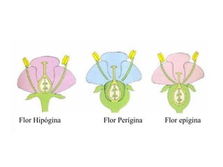 Flor Hipógina

Flor Perígina

Flor epígina

 