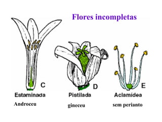 Flores incompletas

Androceu

gineceu

sem perianto

 