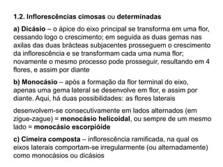1.2. Inflorescências cimosas ou determinadas

a) Dicásio – o ápice do eixo principal se transforma em uma flor,
cessando logo o crescimento; em seguida as duas gemas nas
axilas das duas brácteas subjacentes prosseguem o crescimento
da inflorescência e se transformam cada uma numa flor;
novamente o mesmo processo pode prosseguir, resultando em 4
flores, e assim por diante
b) Monocásio – após a formação da flor terminal do eixo,
apenas uma gema lateral se desenvolve em flor, e assim por
diante. Aqui, há duas possibilidades: as flores laterais

desenvolvem-se consecutivamente em lados alternados (em
zigue-zague) = monocásio helicoidal, ou sempre de um mesmo
lado = monocásio escorpióide
c) Cimeira composta – inflorescência ramificada, na qual os
eixos laterais comportam-se irregularmente (ou alternadamente)
como monocásios ou dicásios

 