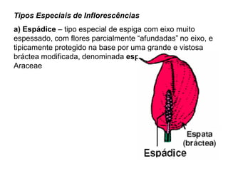 Tipos Especiais de Inflorescências

a) Espádice – tipo especial de espiga com eixo muito
espessado, com flores parcialmente “afundadas” no eixo, e
tipicamente protegido na base por uma grande e vistosa
bráctea modificada, denominada espata – típico de
Araceae

 