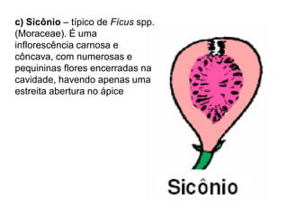 c) Sicônio – típico de Fícus spp.
(Moraceae). É uma
inflorescência carnosa e
côncava, com numerosas e
pequininas flores encerradas na
cavidade, havendo apenas uma
estreita abertura no ápice

 