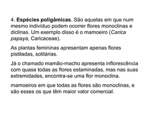 4. Espécies poligâmicas. São aquelas em que num
mesmo indivíduo podem ocorrer flores monoclinas e
diclinas. Um exemplo disso é o mamoeiro (Carica
papaya, Caricaceae).
As plantas femininas apresentam apenas flores
pistiladas, solitárias.
Já o chamado mamão-macho apresenta inflorescência
com quase todas as flores estaminadas, mas nas suas
extremidades, encontra-se uma flor monoclina.
mamoeiros em que todas as flores são monoclinas, e
são esses os que têm maior valor comercial.

 