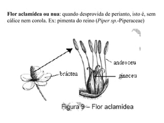 Flor aclamídea ou nua: quando desprovida de perianto, isto é, sem
cálice nem corola. Ex: pimenta do reino (Piper sp.-Piperaceae)

 