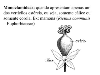 Monoclamídeas: quando apresentam apenas um
dos verticilos estéreis, ou seja, somente cálice ou
somente corola. Ex: mamona (Ricinus communis
– Euphorbiaceae)

 