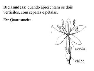 Diclamídeas: quando apresentam os dois
verticilos, com sépalas e pétalas.

Ex: Quaresmeira

 