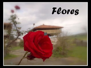 Flores 