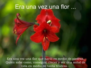 Era una vez una flor ... Era una vez una flor que nació en medio de piedras. Quién sabe como, consiguió crecer y ser una señal de vida en medio de tanta tristeza... 