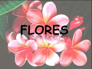 flores 