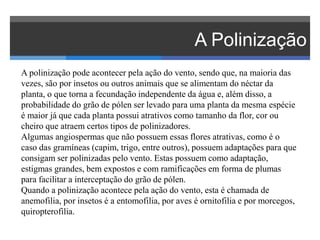 A Polinização
A polinização pode acontecer pela ação do vento, sendo que, na maioria das
vezes, são por insetos ou outros animais que se alimentam do néctar da
planta, o que torna a fecundação independente da água e, além disso, a
probabilidade do grão de pólen ser levado para uma planta da mesma espécie
é maior já que cada planta possui atrativos como tamanho da flor, cor ou
cheiro que atraem certos tipos de polinizadores.
Algumas angiospermas que não possuem essas flores atrativas, como é o
caso das gramíneas (capim, trigo, entre outros), possuem adaptações para que
consigam ser polinizadas pelo vento. Estas possuem como adaptação,
estigmas grandes, bem expostos e com ramificações em forma de plumas
para facilitar a interceptação do grão de pólen.
Quando a polinização acontece pela ação do vento, esta é chamada de
anemofilia, por insetos é a entomofilia, por aves é ornitofilia e por morcegos,
quiropterofilia.
 