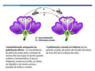 Autopolinização autogamia ou
polinização direta - é a transferência
do pólen da antera para o estigma da
mesma flor (caso que só ocorre quando
a planta é hermafrodita). É pouco
freqüente, ocorre na ervilha, no fumo,
no algodão e em muitos cereais,
exceção do milho e centeio.
A polinização cruzada ou indireta ocorre
quando os grãos de pólen são levados da antera
de uma flor até o estigma da outra.
 