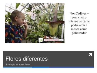 
Flores diferentes
Evolução na nossa frente
Flor Cadáver –
com cheiro
intenso de carne
podre atrai a
mosca como
polinizador
 