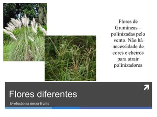 
Flores diferentes
Evolução na nossa frente
Flores de
Gramíneas –
polinizadas pelo
vento. Não há
necessidade de
cores e cheiros
para atrair
polinizadores
 