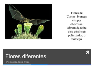 
Flores diferentes
Evolução na nossa frente
Flores de
Cactos- brancas
e super
cheirosas.
Abrem de noite
para atrair seu
polinizador, o
morcego.
 
