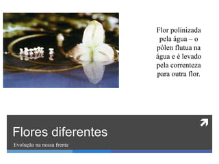 
Flores diferentes
Evolução na nossa frente
Flor polinizada
pela água – o
pólen flutua na
água e é levado
pela correnteza
para outra flor.
 