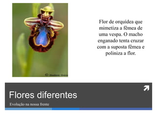 
Flores diferentes
Evolução na nossa frente
Flor de orquídea que
mimetiza a fêmea de
uma vespa. O macho
enganado tenta cruzar
com a suposta fêmea e
poliniza a flor.
 