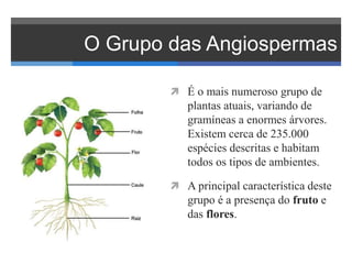 O Grupo das Angiospermas
 É o mais numeroso grupo de
plantas atuais, variando de
gramíneas a enormes árvores.
Existem cerca de 235.000
espécies descritas e habitam
todos os tipos de ambientes.
 A principal característica deste
grupo é a presença do fruto e
das flores.
 