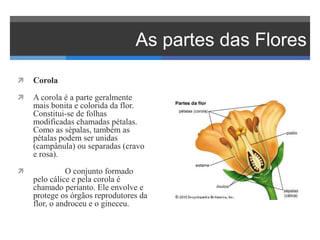As partes das Flores
 Corola
 A corola é a parte geralmente
mais bonita e colorida da flor.
Constitui-se de folhas
modificadas chamadas pétalas.
Como as sépalas, também as
pétalas podem ser unidas
(campânula) ou separadas (cravo
e rosa).
 O conjunto formado
pelo cálice e pela corola é
chamado perianto. Ele envolve e
protege os órgãos reprodutores da
flor, o androceu e o gineceu.
 