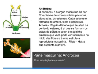 Parte masculina: Androceu
Uma adaptação interessante!
Androceu
O androceu é o órgão masculino da flor.
Compõe-se de uma ou várias pecinhas
alongadas, os estames. Cada estame é
formado de antera, filete e conectivo.
Antera - Região dilatada que se situa na
ponta do estame; é aí que se formam os
grãos de pólen; o pólen é o pozinho
amarelo que você pode ver facilmente no
miolo das flores e é uma estrutura
reprodutora masculina. Filete - Haste
que sustenta a antera.
 