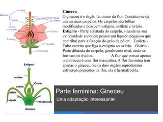 Parte feminina: Gineceu
Uma adaptação interessante!
Gineceu
O gineceu é o órgão feminino da flor. Constitui-se de
um ou mais carpelos. Os carpelos são folhas
modificadas e possuem estigma, estilete e ovário.
Estigma - Parte achatada do carpelo, situada na sua
extremidade superior; possui um líquido pegajoso que
contribui para a fixação do grão de pólen. Estilete -
Tubo estreito que liga o estigma ao ovário. Ovário -
Parte dilatada do carpelo, geralmente oval, onde se
formam os óvulos. A flor que possui apenas
o androceu é uma flor masculina. A flor feminina tem
apenas o gineceu. Se os dois órgãos reprodutores
estiverem presentes na flor, ela é hermafrodita.
 