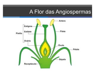 A Flor das Angiospermas
 