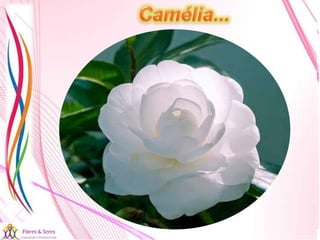 21/08/2017 Sandra Braconnot Face: Só Para falar de flores
 