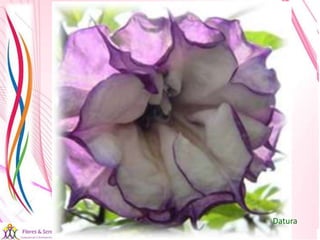 21/08/2017 Sandra Braconnot Face: Só Para falar de flores
Datura
 