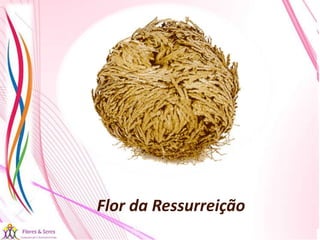 21/08/2017 Sandra Braconnot Face: Só Para falar de flores
Flor da Ressurreição
 