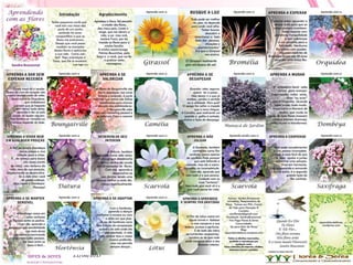 21/08/2017 Sandra Braconnot Face: Só Para falar de flores
 