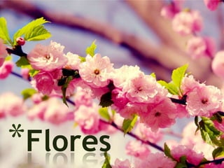*Flores
 