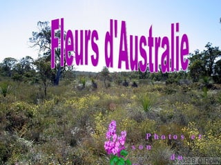Fleurs d'Australie Photos et son  du Web 