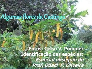 Algumas flores da Caatinga
Fotos: Celso V. Pommer
Identificação das espécies:
Especial obséquio do
Prof. Odaci F. Oliveira
 