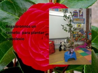 Regaláronnos un
camelio para plantar
no colexio
 