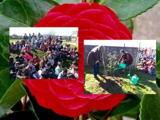 Flores da nosa terra