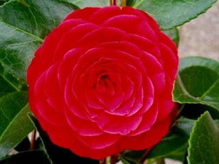 Flores da nosa terra