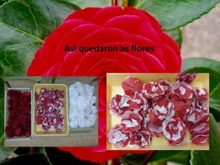 Así quedaron as flores
 