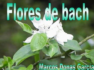 Flores de bach Marcos Donas García 