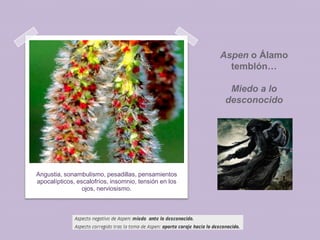 Aspen o Álamo
temblón…
Miedo a lo
desconocido

Angustia, sonambulismo, pesadillas, pensamientos
apocalípticos, escalofríos, insomnio, tensión en los
ojos, nerviosismo.

 