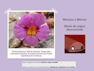 Mímulus o Mímulo
Miedo de origen
desconocido

Tez blancquecina, fácil de ruborizar. Tartamudez,
sudoración excesiva, Enuresis nocturna. De mucha
importancia en la infancia.

 